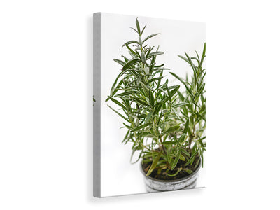 canvas-print-rosemary-in-the-pot