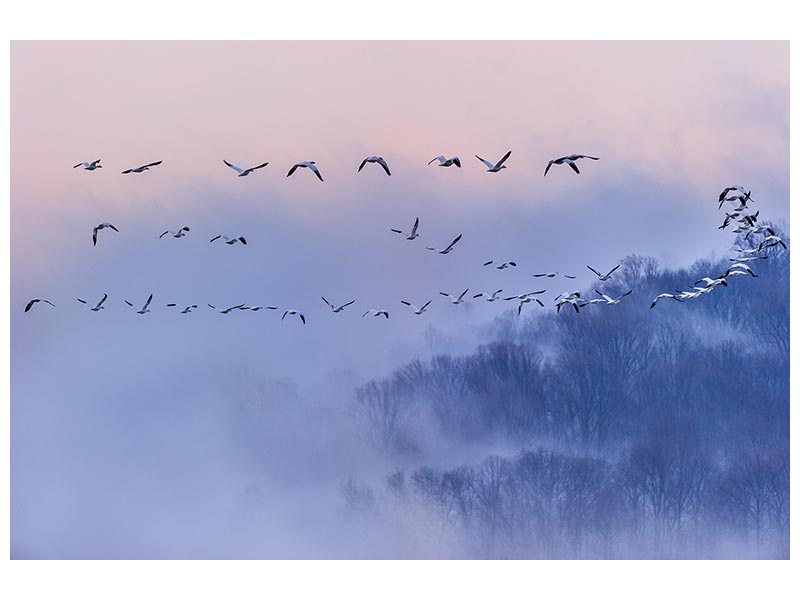 canvas-print-snow-geese-x
