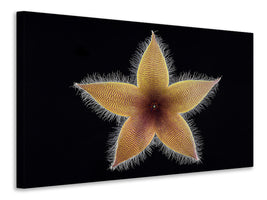 canvas-print-stapelia-grandiflora