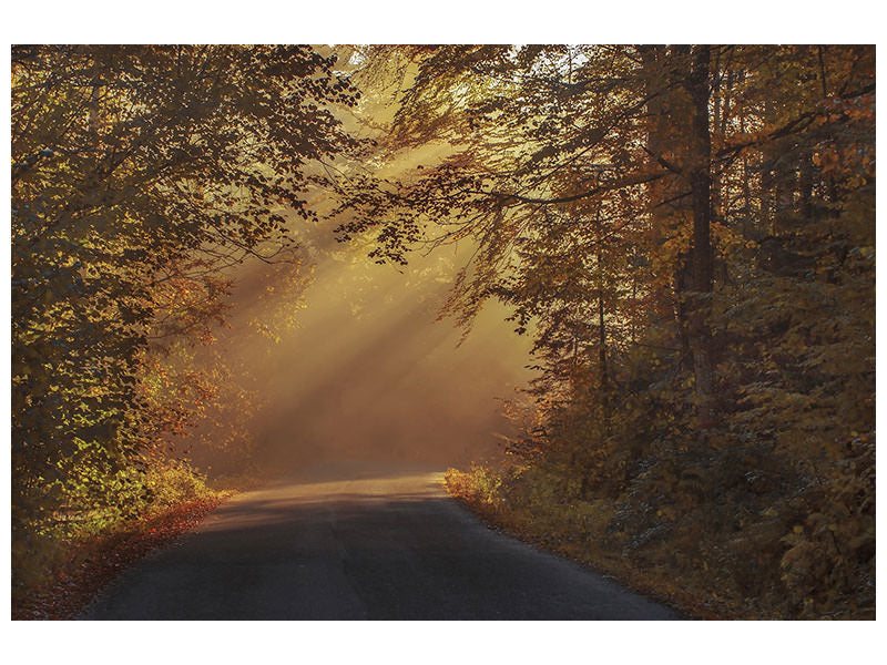 canvas-print-sunbeams-in-the-forest