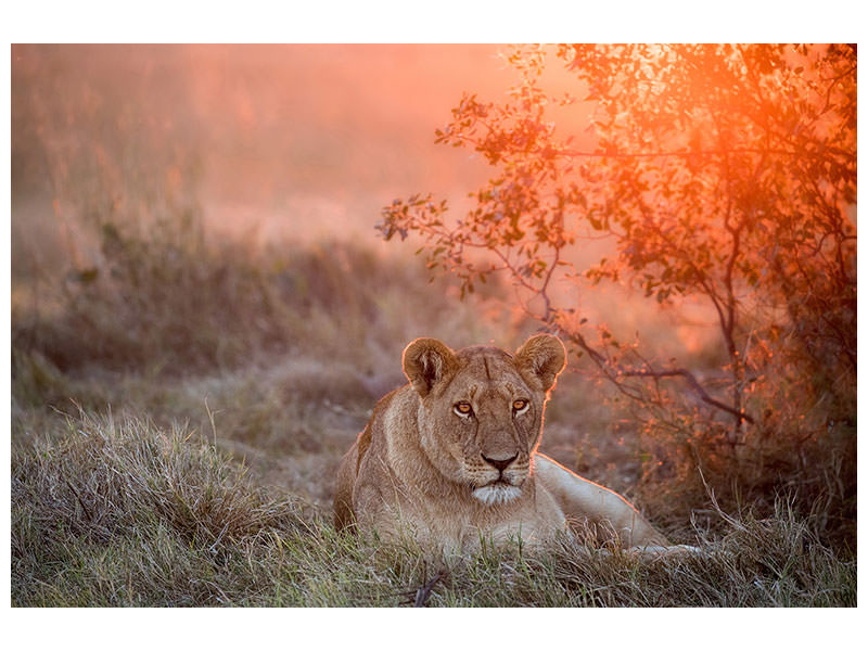 canvas-print-sunset-lioness