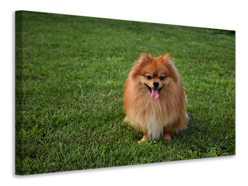 canvas-print-the-little-spitz