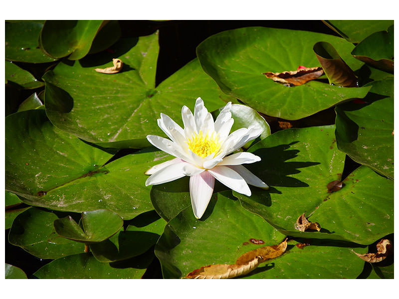 canvas-print-the-white-water-lily