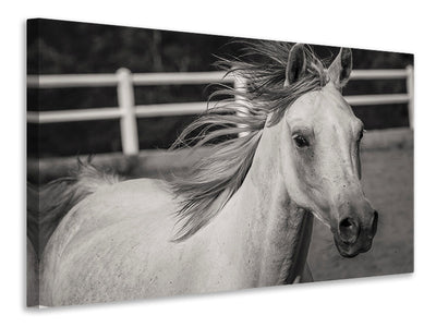 canvas-print-there-is-a-horse