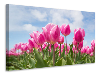 canvas-print-tulip-field-in-pink