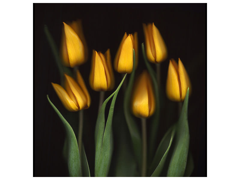 canvas-print-tulips-ii