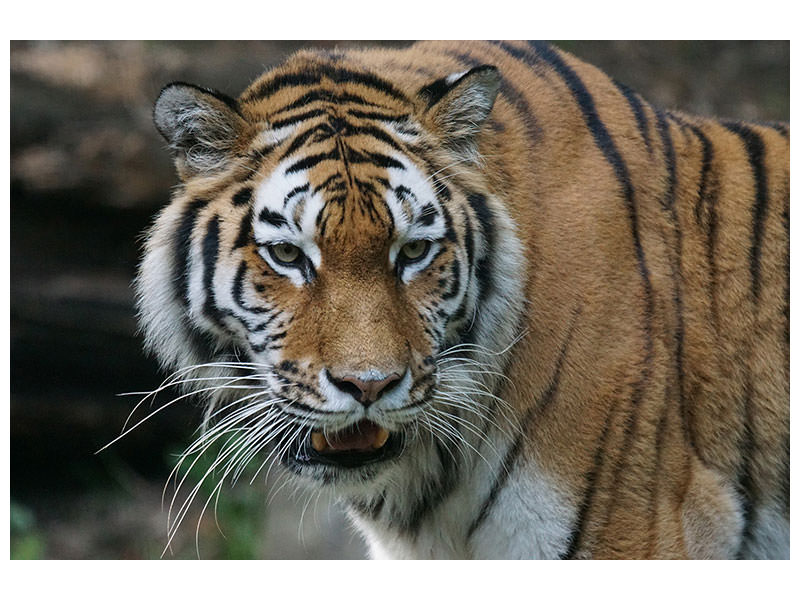 canvas-print-xl-tiger