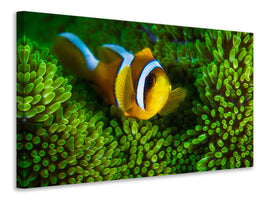 canvas-print-yellow-clownfish-on-green-anemon