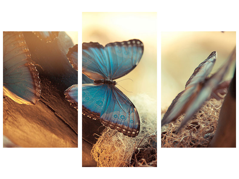 modern-3-piece-canvas-print-butterflies