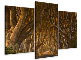 modern-3-piece-canvas-print-early-morning-dark-hedges