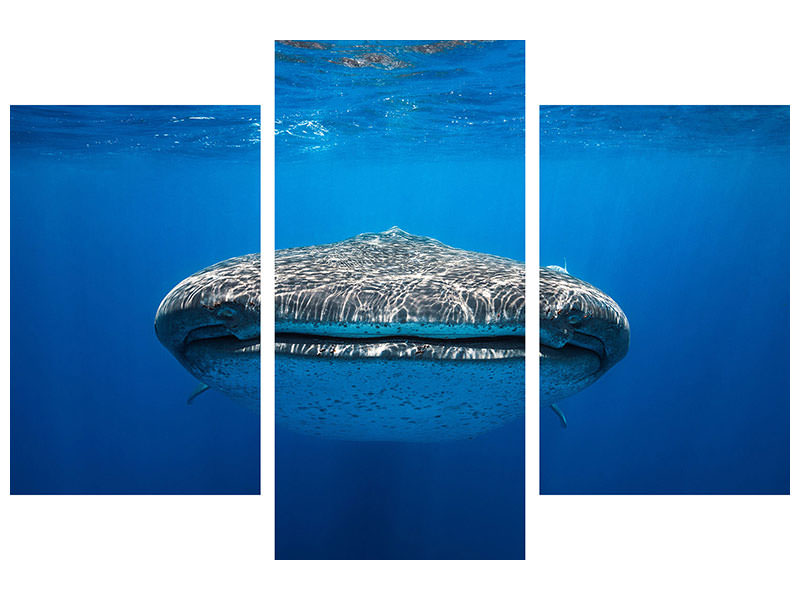 modern-3-piece-canvas-print-face-to-face-with-a-whale-shark