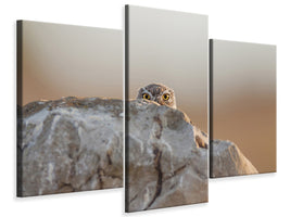 modern-3-piece-canvas-print-little-owl