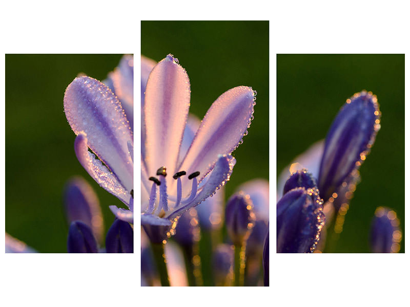 modern-3-piece-canvas-print-ornamental-lilies-with-morning-dew