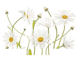 modern-3-piece-canvas-print-ox-eye-daisies