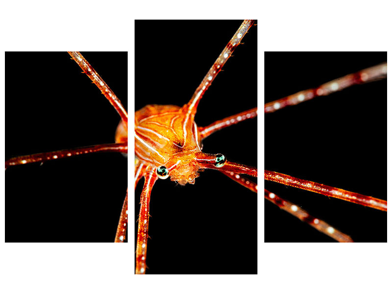 modern-3-piece-canvas-print-spider-squat-lobster