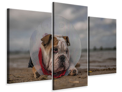 modern-3-piece-canvas-print-the-vet-gave-me-this-collarand-i-am-not-happy-with-it