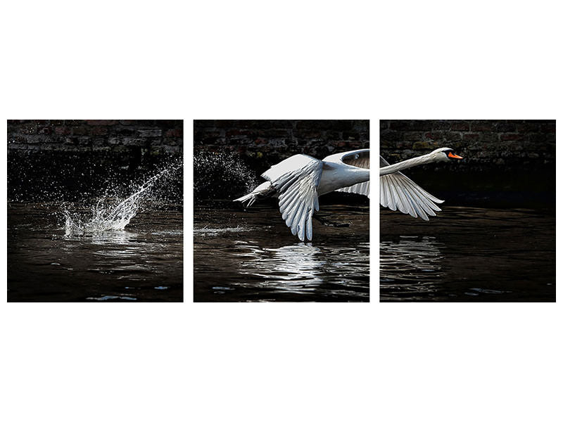 panoramic-3-piece-canvas-print-flying-swan