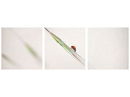 panoramic-3-piece-canvas-print-ladybug