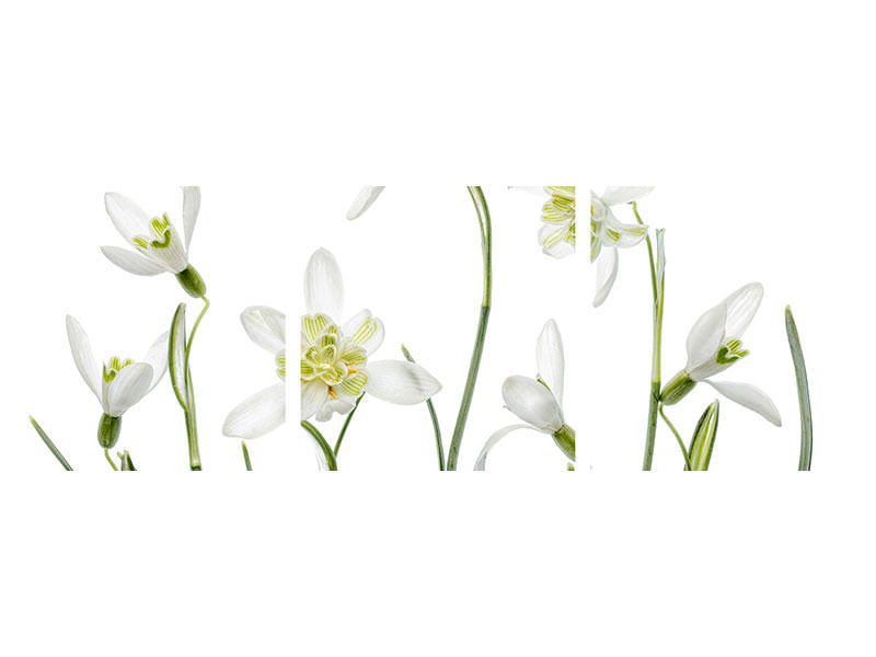 panoramic-3-piece-canvas-print-spring-snowdrops