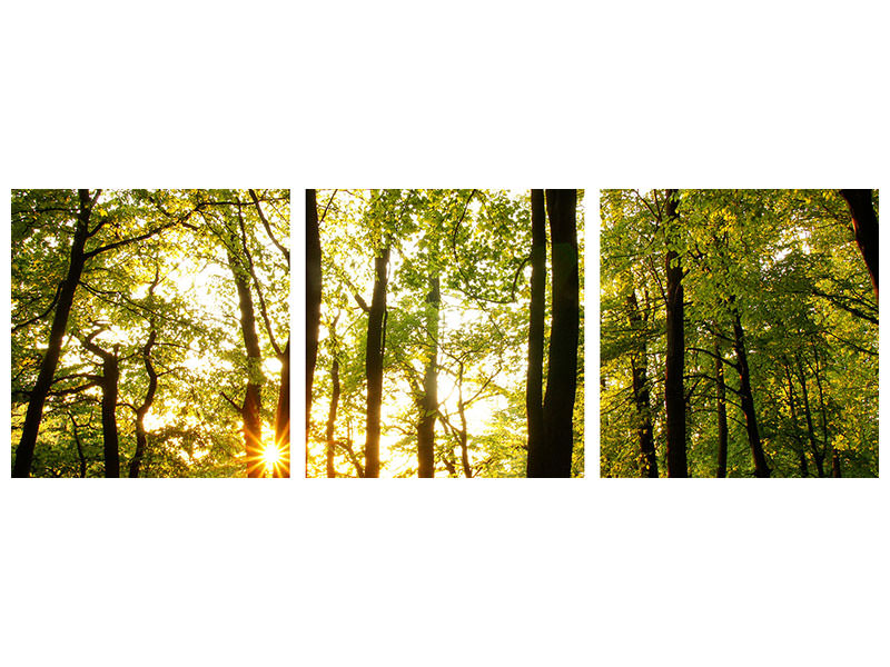 panoramic-3-piece-canvas-print-sunset-between-trees