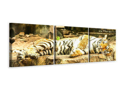 panoramic-3-piece-canvas-print-the-siberian-tiger