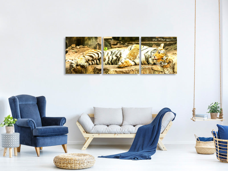 panoramic-3-piece-canvas-print-the-siberian-tiger